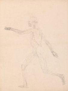 Esposizione anatomica comparativa della struttura del corpo umano con quella di una tigre e di un co...